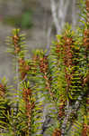 Beach rosemary